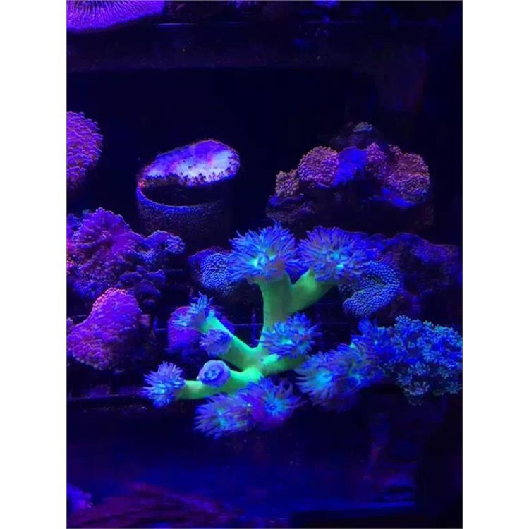 淮北海洋生物展出租 海洋生物展覽