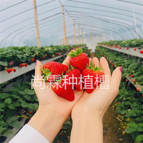 采摘園草莓栽培架 草莓無土栽培系統 種植架