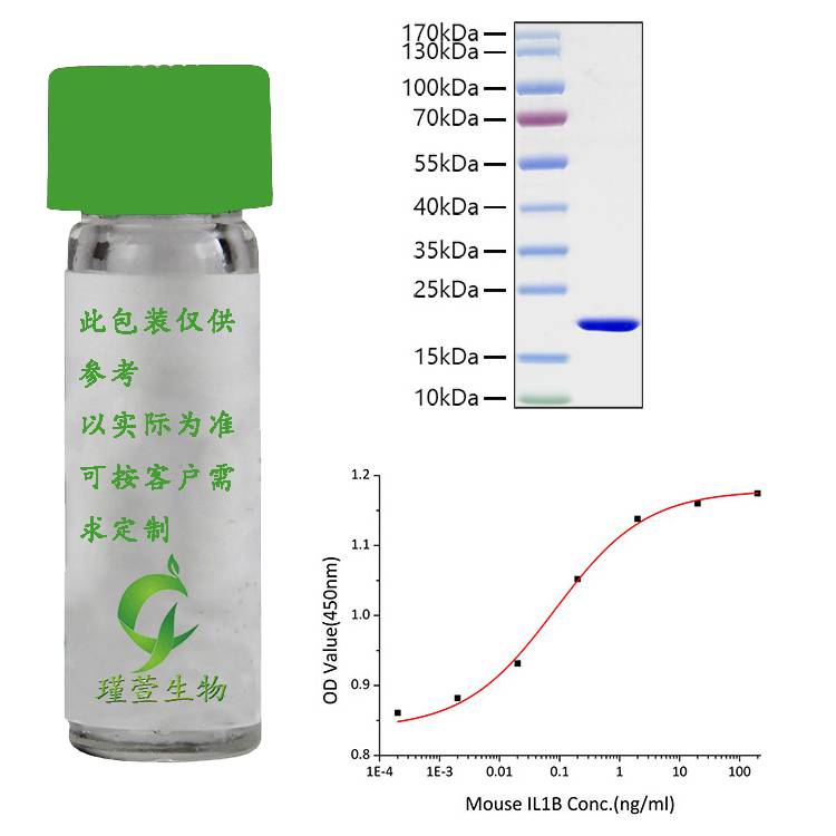 Active Recombinant Mouse IL-1 beta Protein 重组蛋白