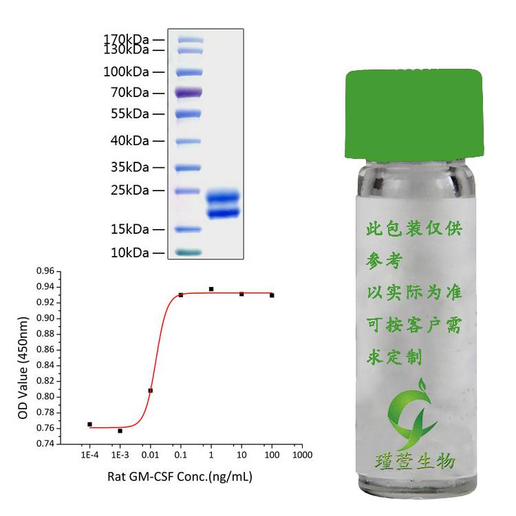 Active Recombinant Rat CSF-2/GM-CSF Protein 源头厂家活性