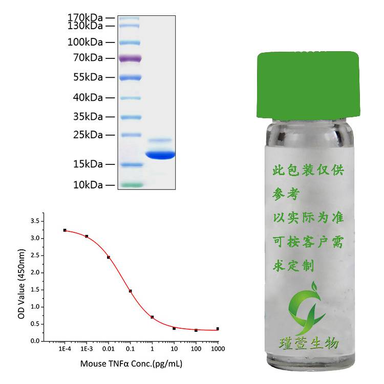 Active Recombinant Mouse TNF-alpha Protein 重组蛋白活性