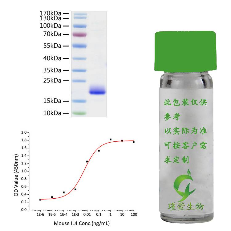 Active Recombinant Mouse IL-4 Protein 重组蛋白 动物活性