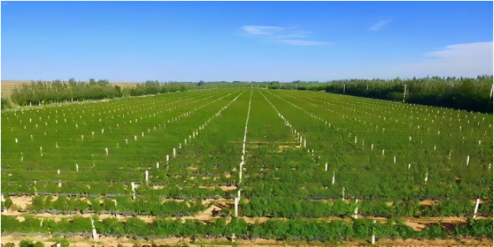 浙江贺兰山东麓葡萄酒产区欢迎选购,贺兰山东麓葡萄酒产区