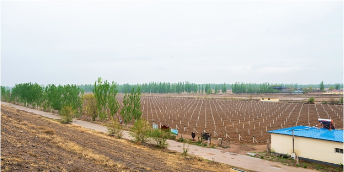 宁夏贺兰山东麓葡萄酒产区哪里好,贺兰山东麓葡萄酒产区