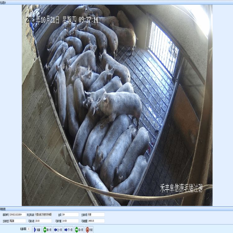 揚州牛屠宰管理軟件供應