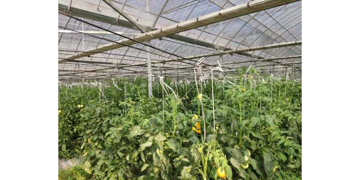徐匯區餐館蔬菜配送平臺 信息推薦 上海愛娥蔬菜種植供應