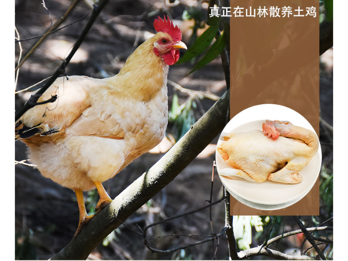 坪山區(qū)低脂預(yù)制水蒸雞廠家直銷(xiāo) 梧州市楚鑫電子科技供應(yīng)