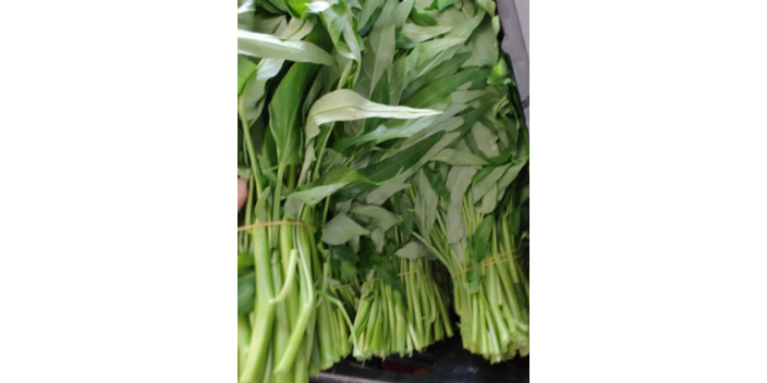 楊浦區**蔬菜配送店 鑄造輝煌 上海愛娥蔬菜種植供應