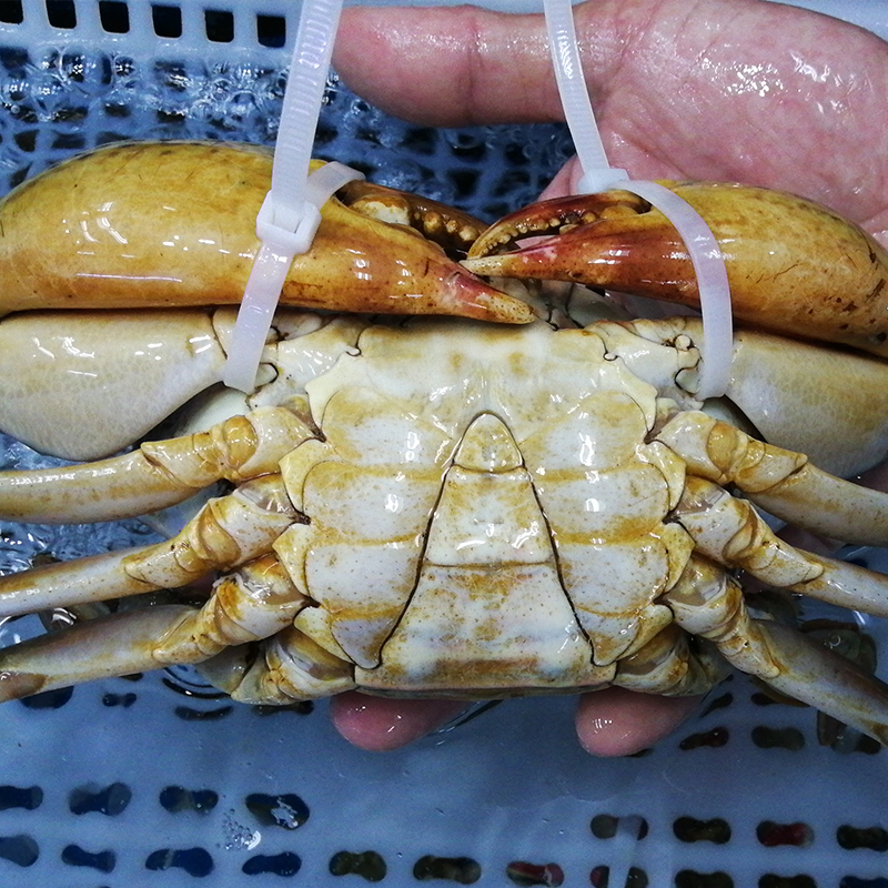 越秀區桂花魚供應方式 廣州融漁品牌管理供應