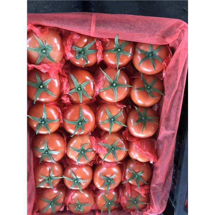 工地蔬菜配送電話 時效性較強 菜品多樣