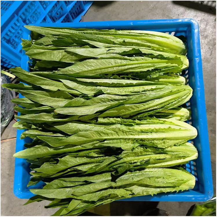 松崗食堂蔬菜配送供應(yīng) 滿足不同客戶的需求 多樣化選擇