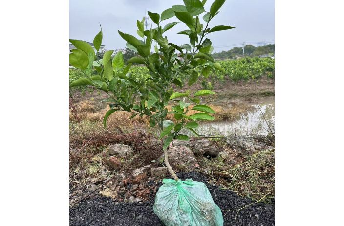 绍兴柑橘苗电话,柑橘苗