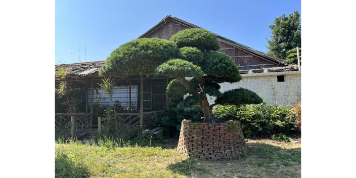 鹽田區田園羅漢松 歡迎咨詢 深圳市寶安區羅漢松園供應