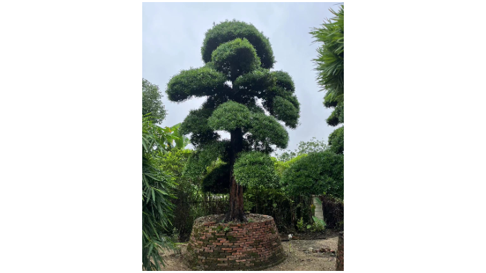 寶安區羅漢松特產 深圳市寶安區羅漢松園供應
