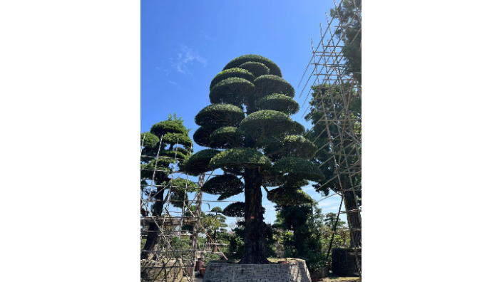 南山區羅漢松廠家供應 深圳市寶安區羅漢松園供應