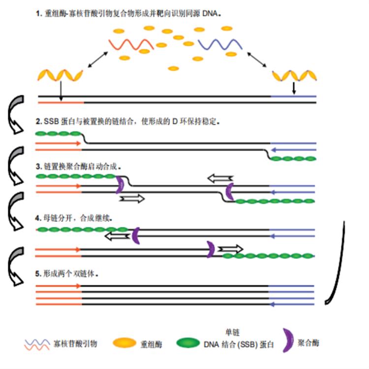 呼伦贝尔液体 Basic试剂盒供应 灵敏度可达10个分子