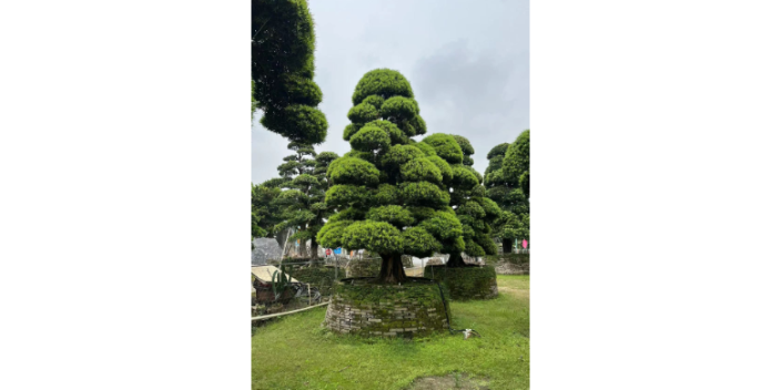 上海日本进口罗汉松盆景图片,盆景