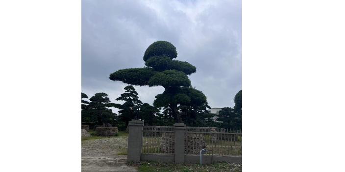 天津造型罗汉松盆景直销基地,盆景