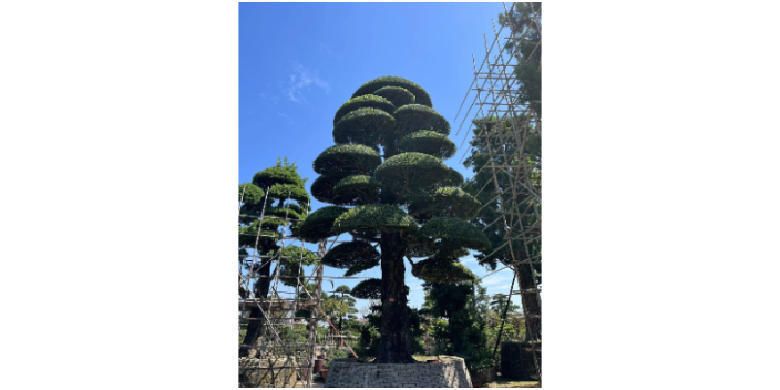 湖北小型罗汉松艺术盆景种植基地,盆景