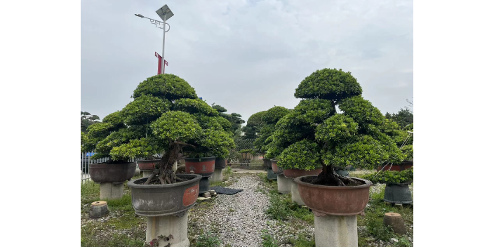 上海日本进口罗汉松盆景图片,盆景