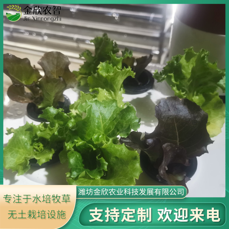 大型H型无土栽培设备种植架--金欣农业