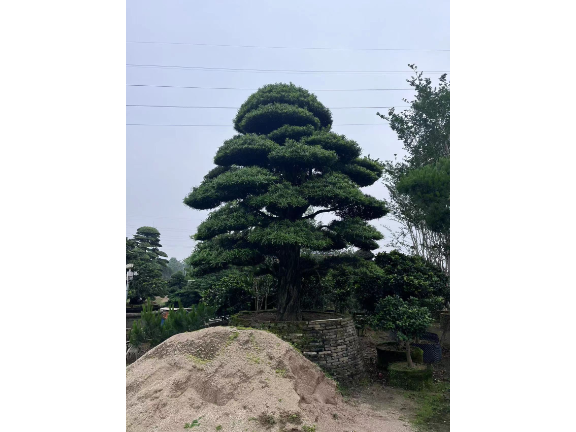 羅湖區羅漢松推薦廠家 深圳市寶安區羅漢松園供應