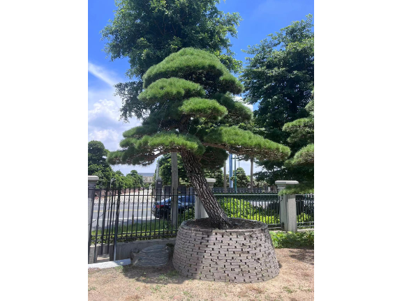 广东室外盆景选购咨询,盆景