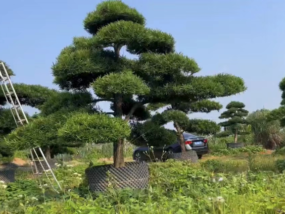 江苏罗汉松艺术盆景图片,盆景