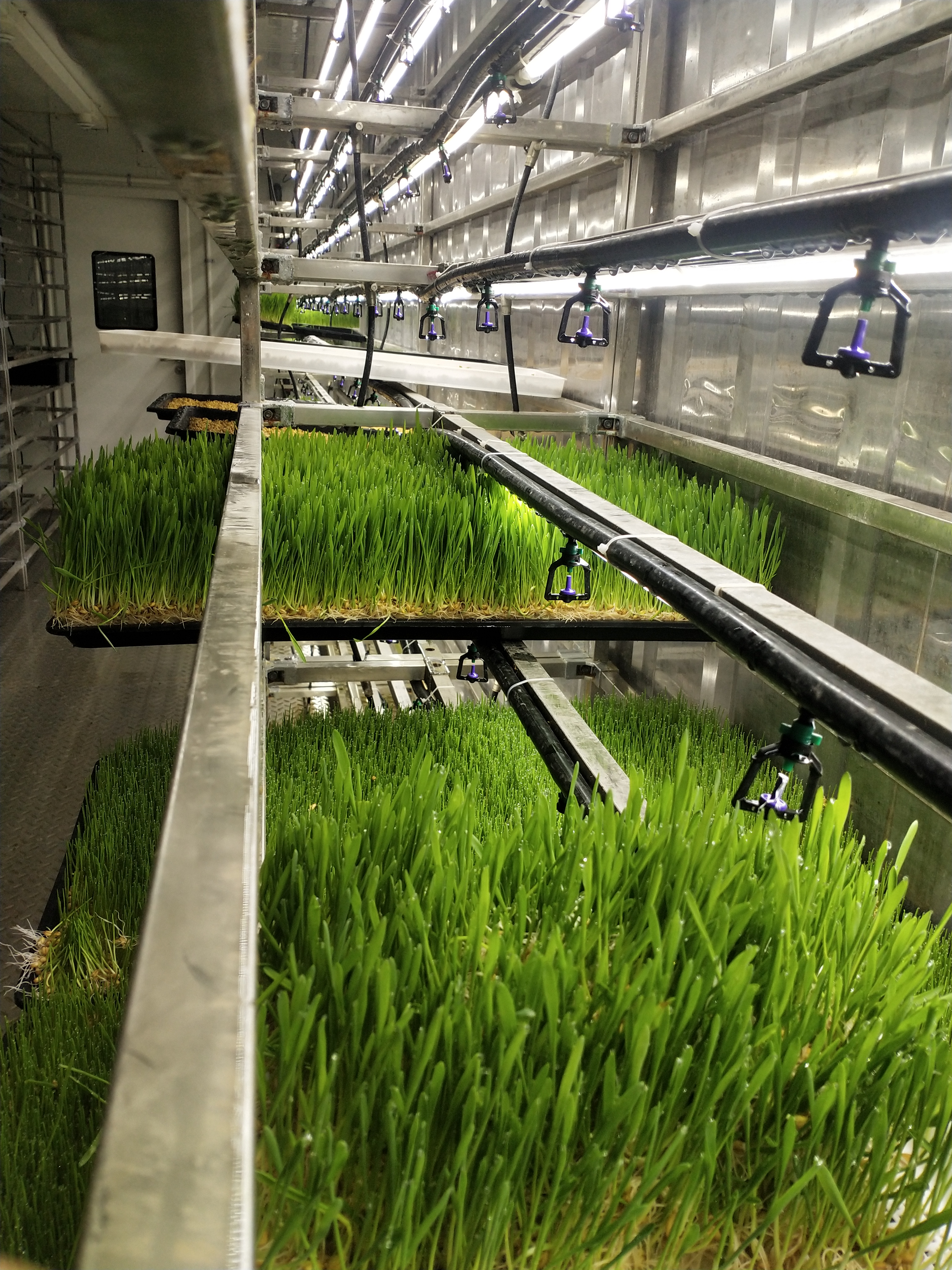 箱式四季種植水培牧草設備--金欣農業