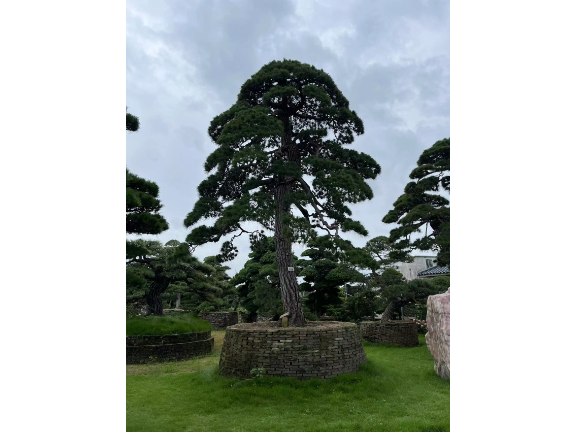 天津小型罗汉松盆景苗圃基地,盆景