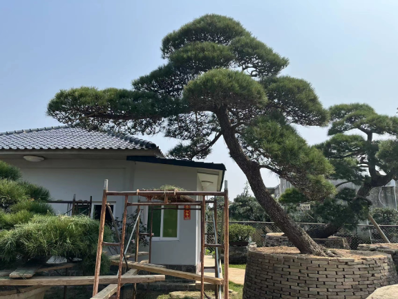 北京罗汉松艺术盆景采购,盆景