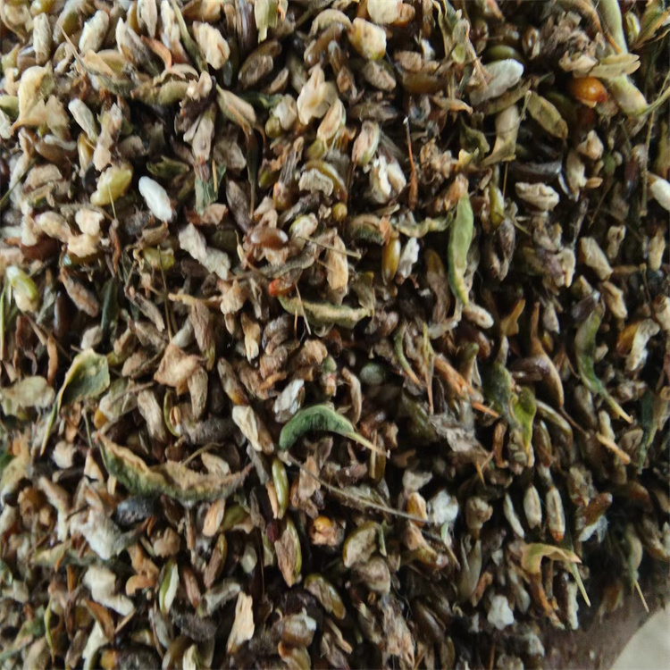 淄博淫羊藿種子