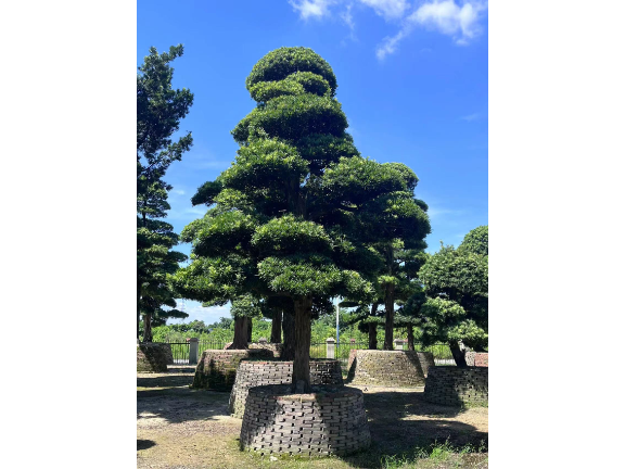 龍華區羅漢松供應 深圳市寶安區羅漢松園供應