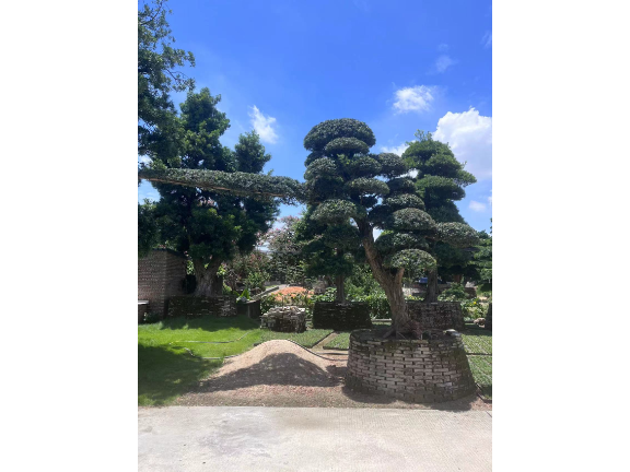 湖北盆景養(yǎng)護(hù)基地 深圳市寶安區(qū)羅漢松園供應(yīng)