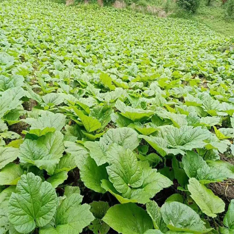 马蹄大黄苗种植基地