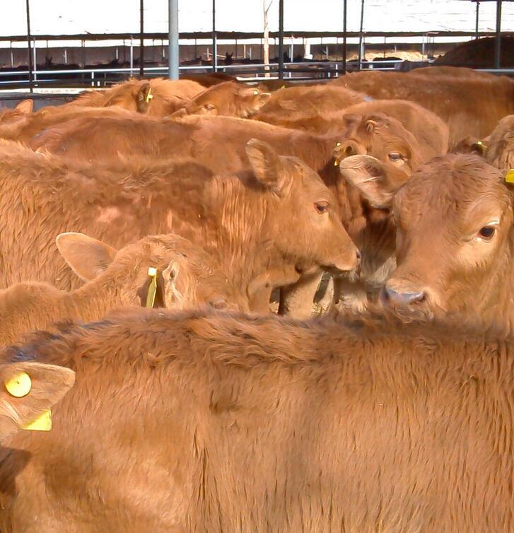 南阳改良肉牛养殖基地