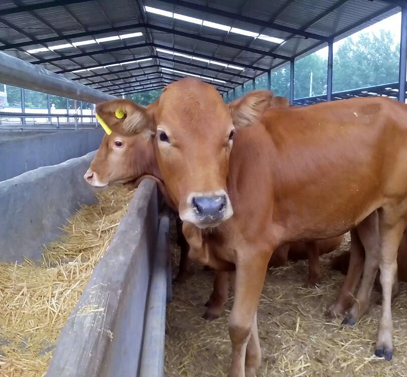 安顺利木赞牛犊价格