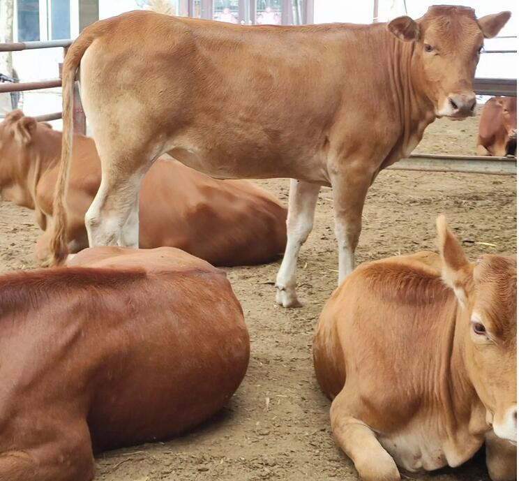 南阳改良肉牛养殖基地