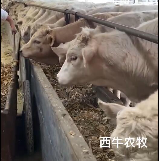 襄阳夏洛莱牛犊养殖基地