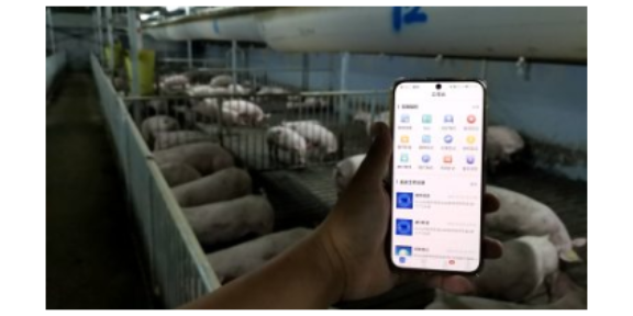 广西智慧养殖猪场空气净化系统服务 广州荷德曼农业科技供应