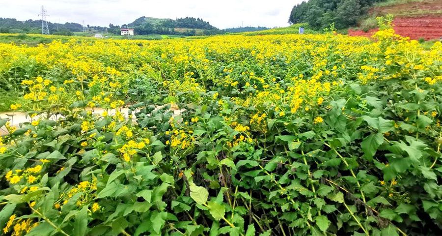 開平串葉松香草代理商 梧州市楚鑫電子科技供應