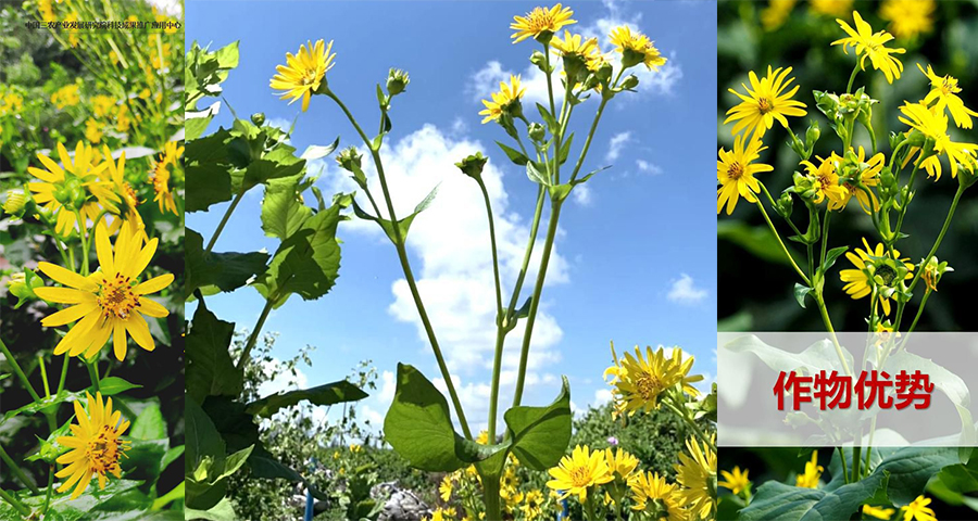 英德蛋白菊养殖而经济效益,蛋白菊