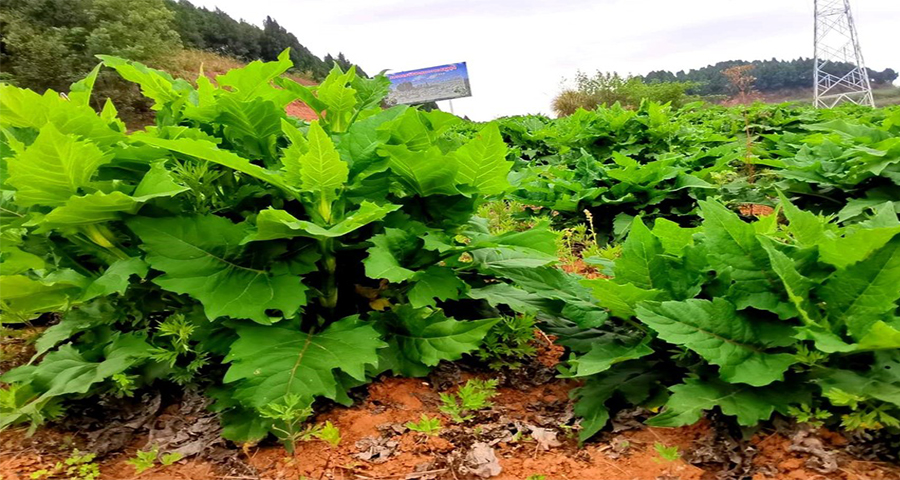 阳山蛋白菊生长环境,蛋白菊