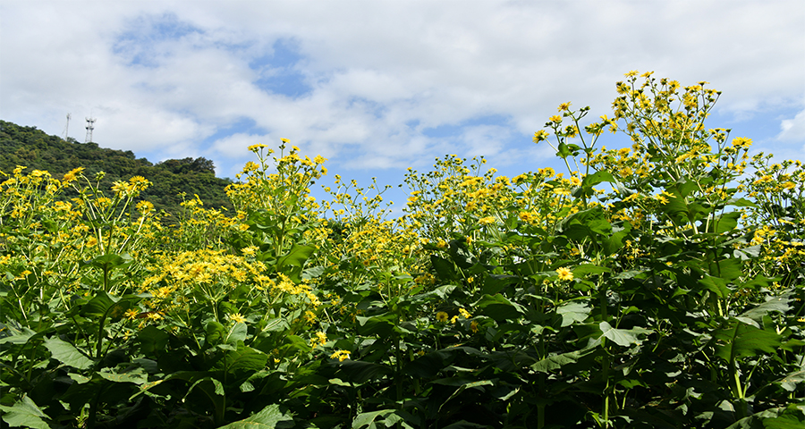 三水区串叶松香草形态和特征,串叶松香草