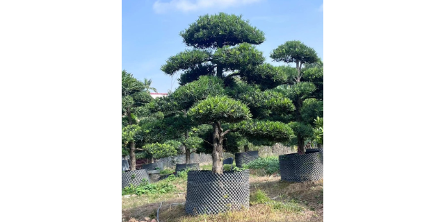 福建进口罗汉松盆景推荐基地,盆景