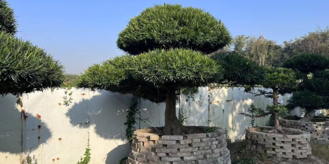 龍崗區品牌羅漢松 深圳市寶安區羅漢松園供應