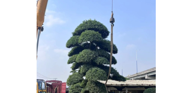 天津小型罗汉松盆景苗圃基地,盆景