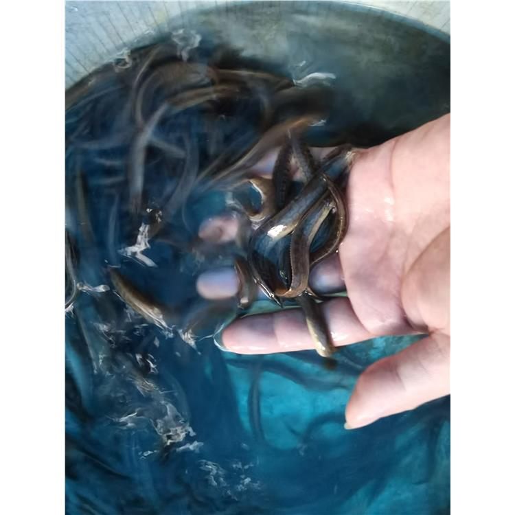 杭州刺鰍水花苗價格