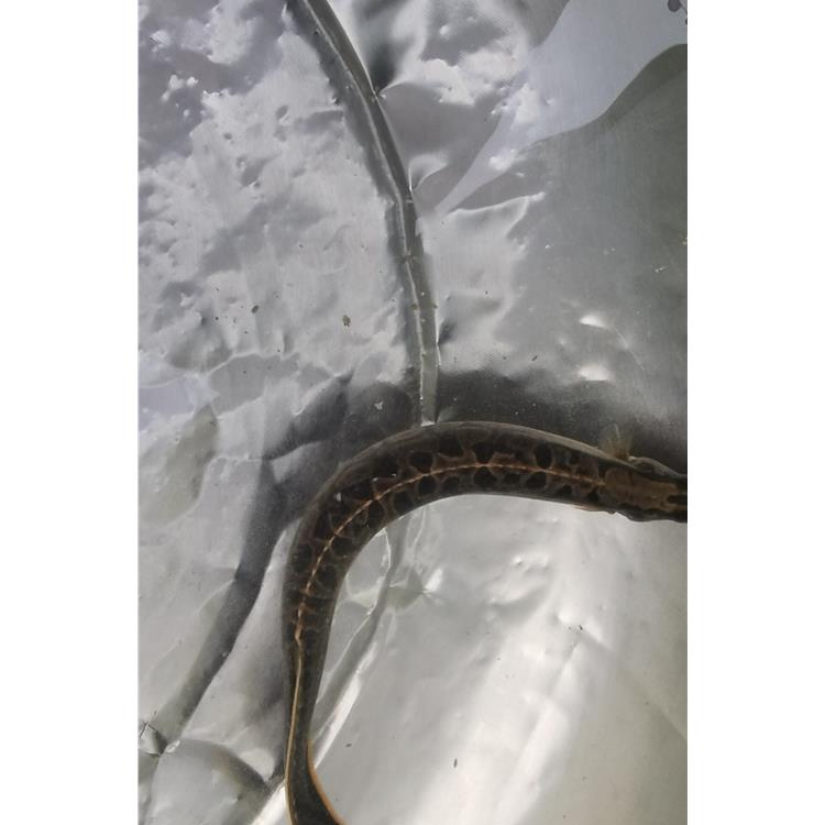 麗水*大刺鰍魚苗基地
