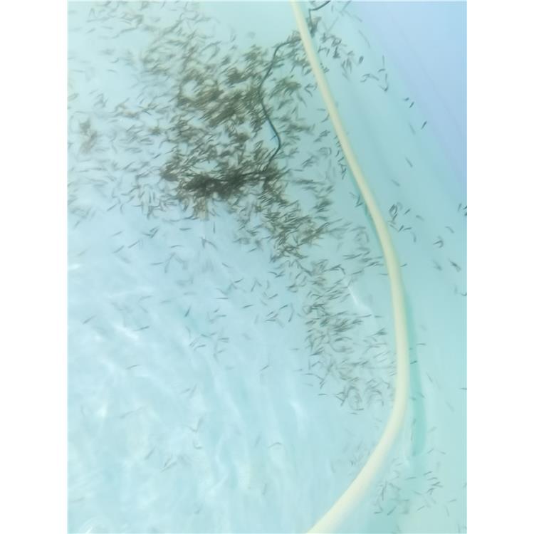 衡陽大刺鰍魚苗價格